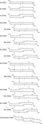 Branched GDGTs as Proxies in Surface Sediments From the South-Eastern Brazilian Continental Margin